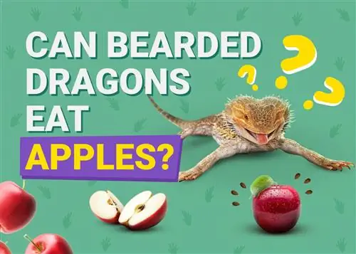 Els dracs barbuts poden menjar pomes? Beneficis potencials