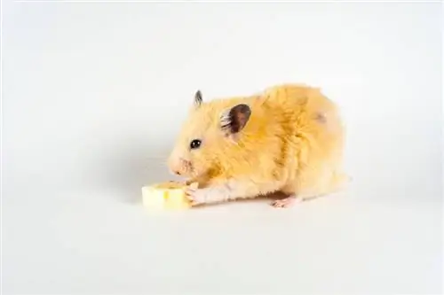Voivatko hamsterit syödä banaaneja? Terveyshyödyt & Mahdolliset riskit