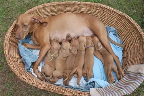 Eclampsia posparto en perros