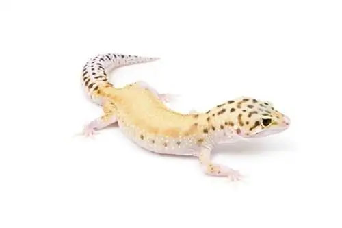 Eclipse Leopard Gecko: hechos, información & Guía de cuidado (con imágenes)