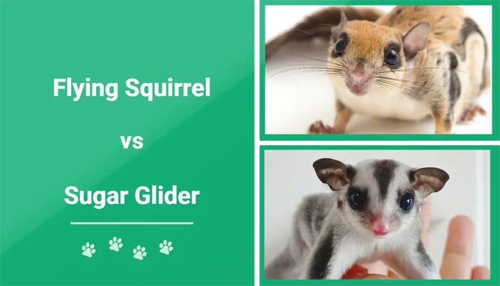 მფრინავი ციყვი vs Sugar Glider: Visual Differences & მიმოხილვა