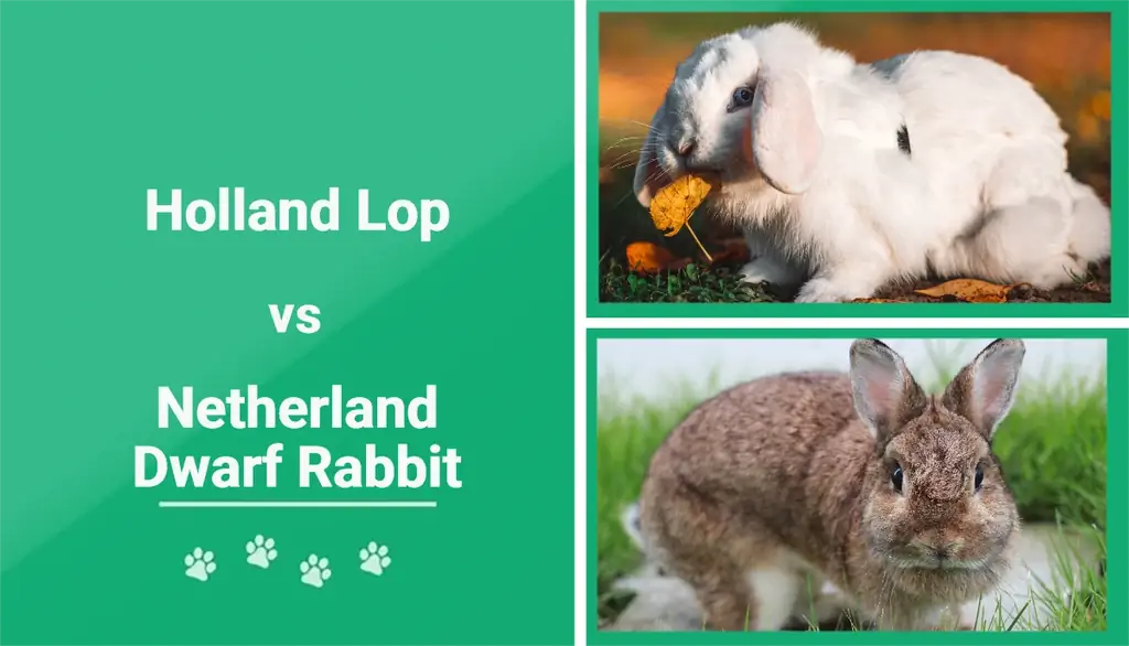 Holland Lop vs Netherland Dwarf Sungura: Visual Differences & Muhtasari