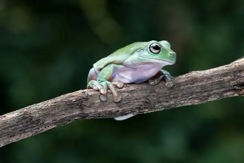 White’s Tree Frog: Care Sheet، Lifespan & المزيد (بالصور)