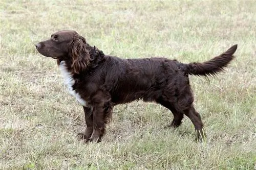 German Spaniel (Deutscher Wachtelhund): Phau Ntawv Qhia, Cov Ntaub Ntawv, Duab, Kev Saib Xyuas & Ntau