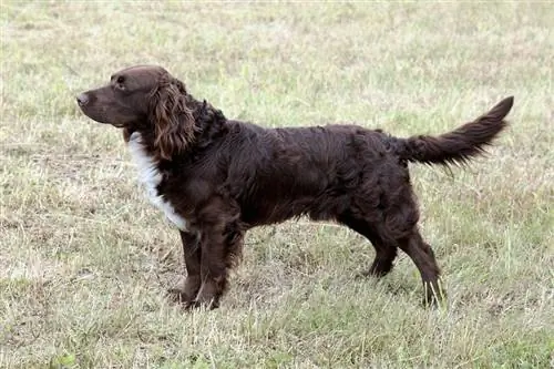 German Spaniel (Deutscher Wachtelhund): Mwongozo wa Ufugaji, Maelezo, Picha, Utunzaji & Zaidi