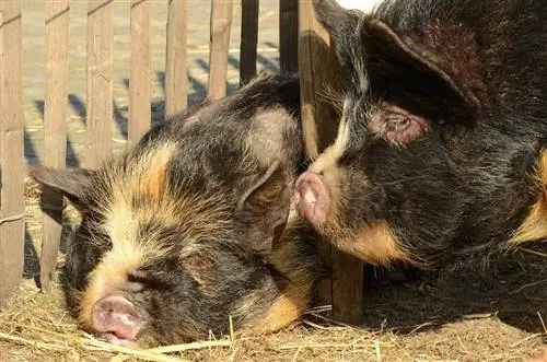 Cómo cuidar a los cerdos panzudos como mascotas: Hoja de cuidados & Guía 2023