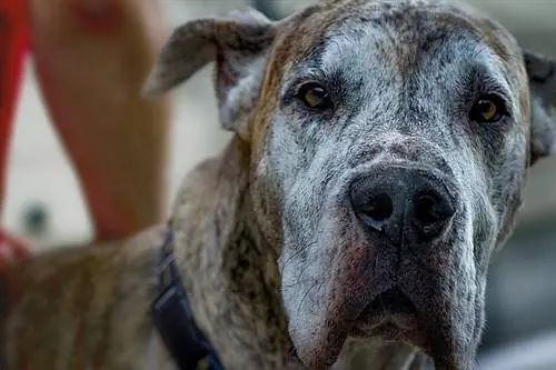 Rottweiler nemecká doga Mix: Info, Obrázky, Temperament & Fakty