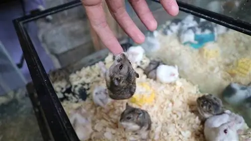 5 raisons pour lesquelles les hamsters mordent et comment les arrêter