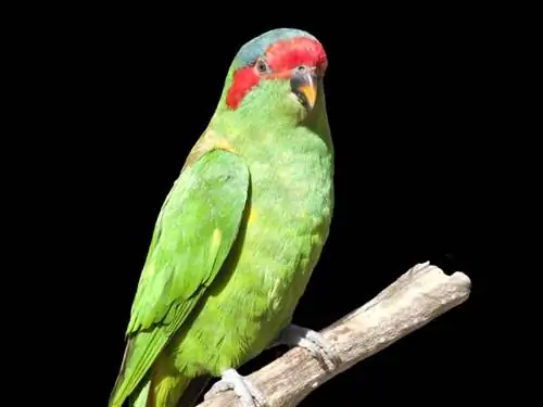 Musk Lorikeet: Facts, Diet & การดูแล (พร้อมรูปภาพ)