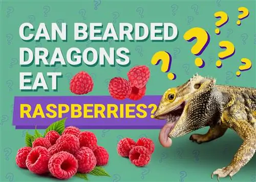 Bearded Dragons Noj Raspberries? Cov txiaj ntsig kev noj qab haus huv muaj peev xwm