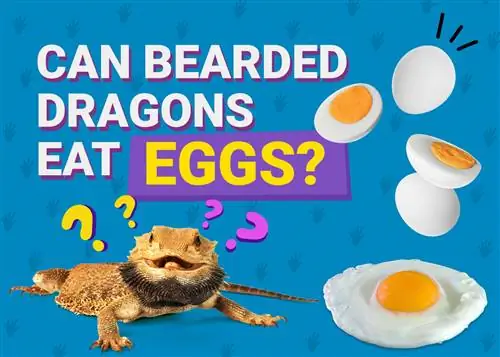 Kan skjeggete drager spise egg? Potensielle helsefordeler