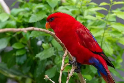 Red Lory: osobnost, prehrana, stanište & Njega (sa slikama)