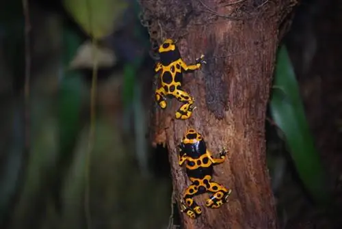 Bumblebee Poison Dart Frog: Care Sheet، Lifespan & المزيد (بالصور)