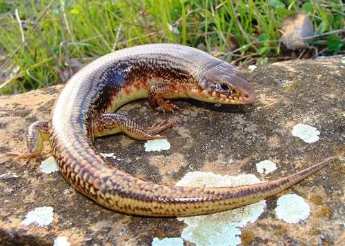 11 Lizard Species na Natagpuan sa Colorado (May Mga Larawan)