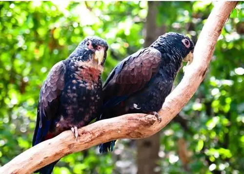 Brons-gevleuelde papegaai (Pionus): Feite, Dieet, Sorg & Prente