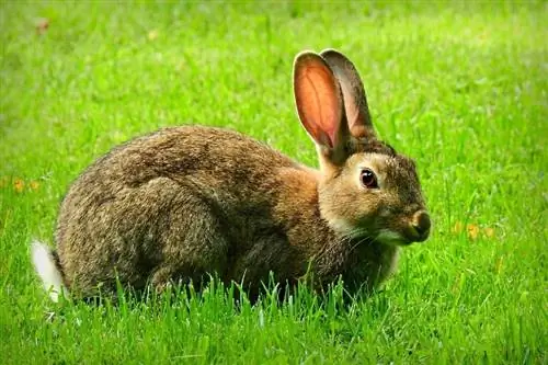 Wanneer stoppen konijnen met groeien? Gemiddeld tarief en grootte