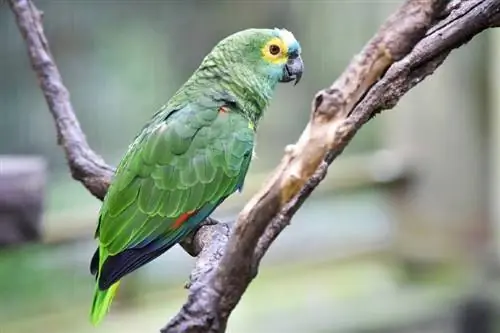 Amazonska papiga: činjenice, hrana, njega & Slike