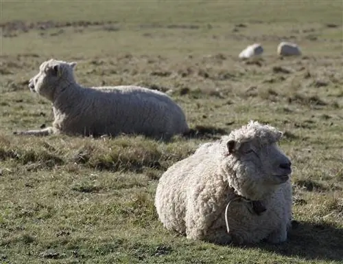 Merino ovce: fakta, obrázky, chování & Průvodce péčí