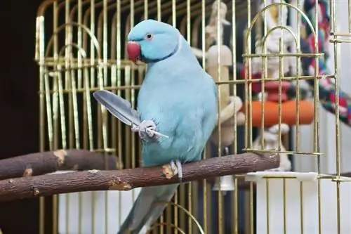 Zilā Indijas gredzenveida papagailis: iezīmes, vēsture, ēdiens & Aprūpe (ar attēliem)