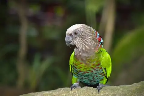 Perroquet à tête de faucon (éventail rouge) : faits, alimentation, soins &