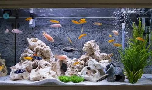 Кристалл таза аквариум суусун кантип алса болот: 6 кеңеш & Иштей турган трюктар