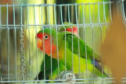 האם ציפורים מהוות חיות מחמד טובות? סוגים, יתרונות & חסרונות