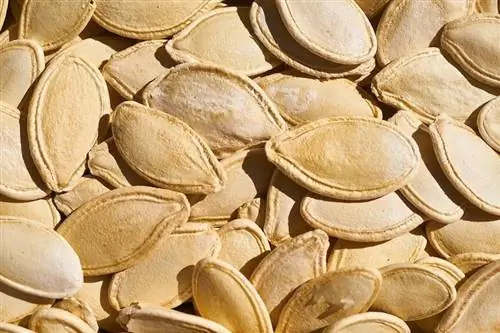 Maaari Bang Kumain ang Hamsters ng Pumpkin Seeds? Anong kailangan mong malaman