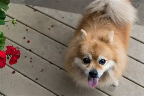 Toy Pom Terrier hondenras: info, kenmerken & afbeeldingen