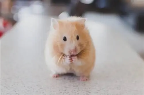 Hamsters እንጉዳይ መብላት ይችላል? ማወቅ ያለብዎት ነገር