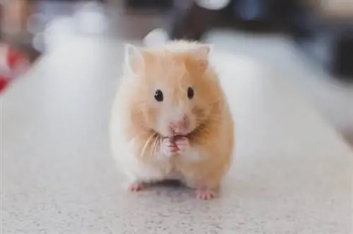 Je Hamsters Inaweza Kula Uyoga? Unachohitaji Kujua