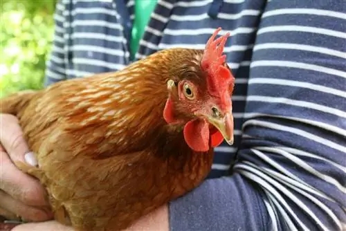 18 دوست‌دارترین نژاد مرغ (همراه با عکس)