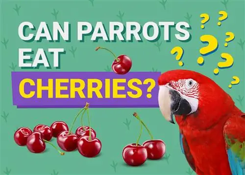 Kan papegojor äta körsbär? Vad du behöver veta