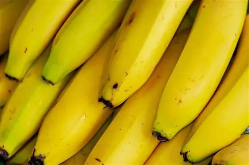 Kunnen ratten bananen eten? Wat je moet weten