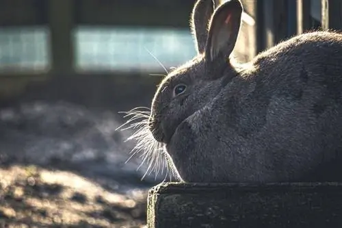 Bir Tavşan Kulübesini Hava Koşullarına Dayanıklı Nasıl Yapılır – 5 Yararlı İpucu