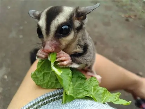 Wat eten suikerzweefvliegtuigen in het wild en als huisdier? Voedsel om te eten & Vermijden