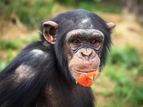 Os chimpanzés são bons animais de estimação? Explicação & Fatos