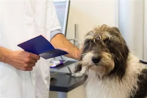 Câinii pot avea sindromul Down? Fapte examinate de veterinar & Întrebări frecvente