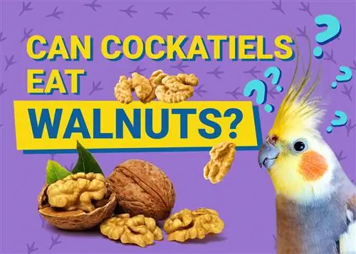 Kunnen valkparkieten walnoten eten? Door dierenarts beoordeelde voedingsinformatie die u moet weten