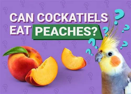 Kan kakatier äta persikor? Veterinär granskad näringsinformation du behöver veta