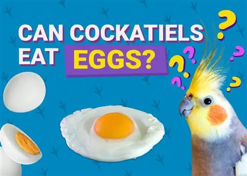 Calopsitas Podem Comer Ovos? Informações nutricionais revisadas por veterinários que você precisa saber