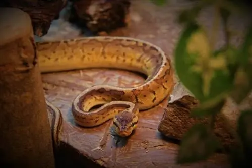 Ball Python Temperatuur & Humiditeit: Die volledige gids