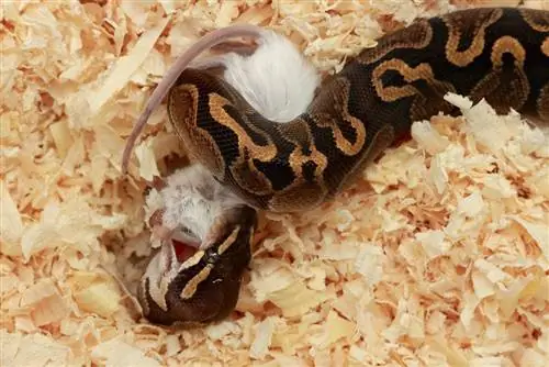 Ball Python тамақтандыру кестесі: диета, кесте & Кеңестер