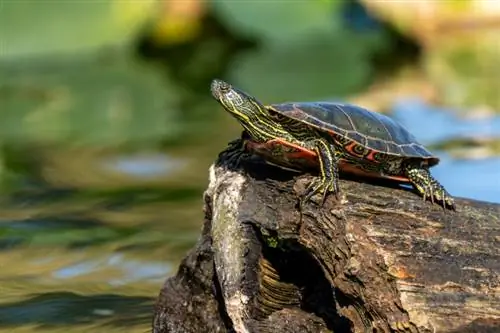 ছবি