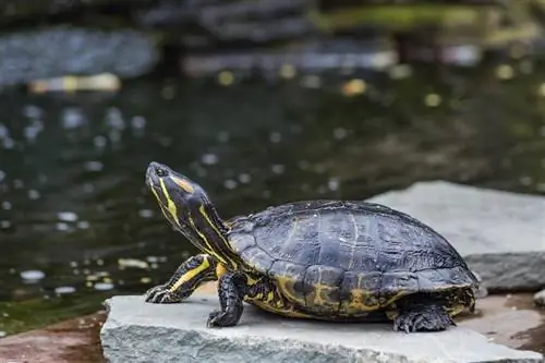 Western Painted Turtle: Sorggids, variëteite, prente, lewensduur & Meer