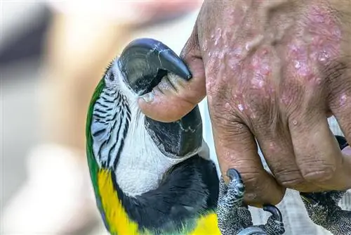 Seberapa Buruk Gigitan Macaw? Kekuatan Gigitan, Cedera & Nasihat