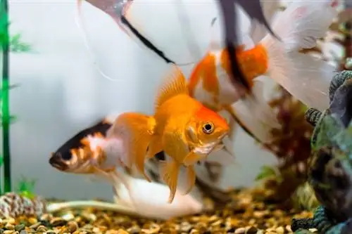 Идеальная температура для золотых рыбок в аквариуме & Пруды? Факты, одобренные ветеринаром