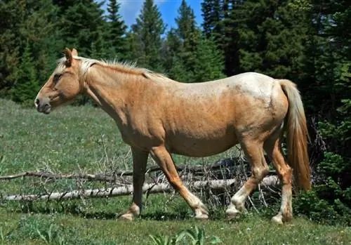 Roan Horses: definīcija, fakti, attēli & Vairāk