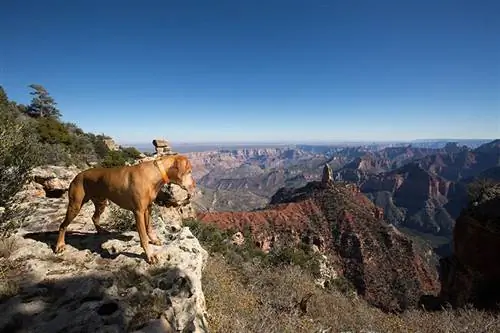 2 kutyabarát túraútvonal a Grand Canyonban 2023-ban (képekkel & tipp)