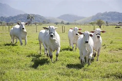 9 pasmina bijelih krava: pregled (sa slikama)