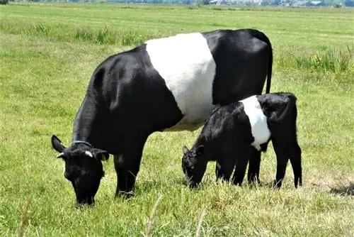 15 musta ja valget lehmatõugu (koos piltidega)